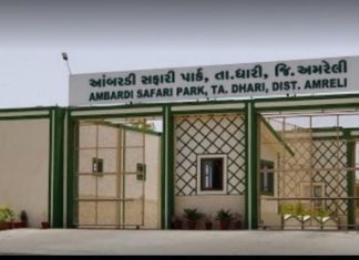 આંબરડી સફારી પાર્ક આગામી ૨ ઓક્ટોબરથી પર્યટકો માટે ખુલ્લો મુકાશે આંબરડી સફારી પાર્ક ફાઇલ તસ્વીર