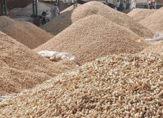 વરસાદી માહોલના કારણે ટેકાના ભાવે મગફળીની ખરીદી 5 દિવસ માટે મોકૂફ પ્રતિકાત્મક તસ્વીર