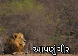 ગીર પણ થઈ ગયું અપડેટ, ફેસબૂક નું એક એવું ગ્રૂપ કે જ્યાં ગીર ની તમામ માહિતી મળી શકે છે….