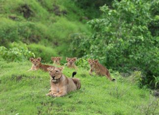 เชเซเชเชฐเชพเชคเชจเชพเช เช
เชฎเชฐเซเชฒเซเชฎเชพเช เชฌเชจเชพเชตเซเชฏเชพ เชธเชฟเชเชนเชฃเซ เชฌเชจเชพเชตเซเชฏเซ เชตเชฐเซเชฒเซเชก เชฐเซเชเซเชฐเซเชก : เชชเซเชคเชพเชจเชพ เชธเชพเชฎเซเชฐเชพเชเซเชฏเชฎเชพเช เชซเชฐเซ เชธเซเชฅเชพเชฏเซ เชฅเชตเชพ 300 เชเชฟเชฎเซเชจเซเช เช
เชเชคเชฐ เชเชพเชชเซเชฏเซเช…