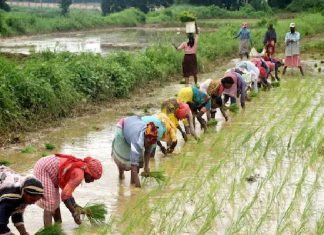 Union Budget 2024 :પીએમ કિસાન યોજનામાંથી રૂ. 5 લાખ સુધીની લોન ! ખેડૂતોને બજેટમાં મળી શકે છે આ ખાસ ભેટ