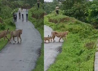 Amreli: અદ્ભુત નજારો… એક તરફ ગીરનું વરસાદી વાતાવરણ અને બીજી તરફ સાવજ! જુઓ વીડિયો