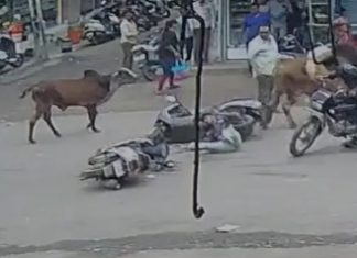 અમરેલી: ધારીમાં આખલાનો આતંક, રોડ પર આખલા બાખડતા ડૉક્ટરને લીધા અડફેટે