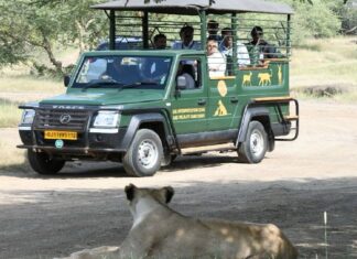 CM ભૂપેન્દ્ર પટેલે લીધી આંબરડી સફારી પાર્કની મુલાકાત, કર્યા સિંહ દર્શન