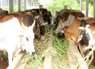 પશુપાલકોને મળશે મોટી રાહત, પશુઓમાં સેક્સડ સીમેન ડોઝથી કૃત્રિમ બીજદાન કરવા માટે સરકારે ફી માં કર્યો મોટો ઘટાડો