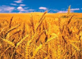 દિવાળી પર ખેડૂતોને મોદી સરકારની મોટી ભેટ, ઘઉં-સરસવ સહિત આ 6 પાકના MSPમાં કર્યો વધારો