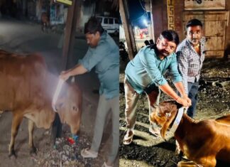 સેવાની સુવાસ…. ધારીના સરસિયામાં ભામાશા દ્વારા ગાયોના ગળામાં રીફ્લેક્ટર બેલ્ટ બાંધવામાં આવ્યા, પ્રવાસીઓને કરી ખાસ અપીલ