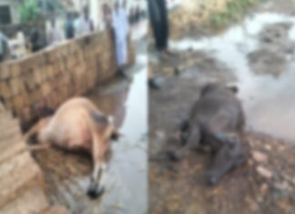 ધોરાજીના છાડવાવદર ગામે વીજળી પડતાં બે પશુના મોત…