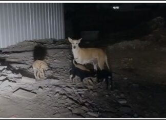 અમરેલી જિલ્લામાં રખડતાં શ્વાનનો આતંક, એક જ દિવસમાં 33 લોકોને ભર્યા બચકા