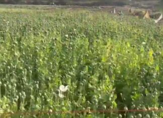 કચ્છમાં અફીણ ડોડાની ગેરકાયદેસર ખેતી ઝડપાઈ: બોર્ડર રેન્જ ભુજ IG સાયબર સેલની મોટી કાર્યવાહી…