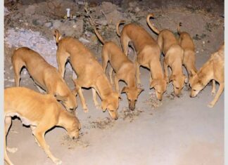 શુ ખરેખર શિક્ષકોને કરવી પડશે શ્વાનની ગણતરી ? જાણો પ્રસિદ્ધ થયેલા અહેવાલો અંગે શુ કહ્યું શિક્ષણ વિભાગે…