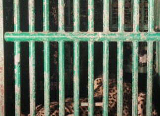 અમરેલી-લીલીયા રેન્જમાં પીઠવાજાળ ગામે બાળકી પર હુમલો કરનાર દીપડો પાંજરે પુરાયો…