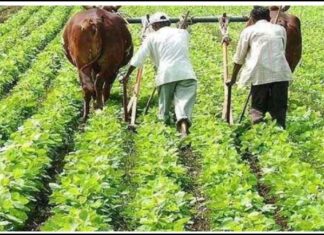 ખેડૂતો પાસેથી AI ટેકનોલોજી મારફતે વોટ્સએપ કોલ અને મેસેજ દ્વારા સર્વે થયેલા પ્લોટ-ખેતર અને વાવેતરની માહિતી મંગાશે