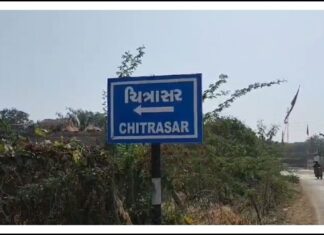 Amreli: ચિત્રાસર ગામમાં વન્યજીવોનો આતંક: ગૌશાળામાં ઘૂસીને 4 ગાયોનું કર્યું મારણ
