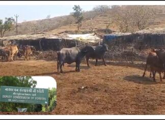 અમરેલીના ધારી ગીર પૂર્વમાં વન વિભાગે રાજભા ગઢવીને ગીરના માલધારી બનાવતા સર્જાયો વિવાદ, જાણો શું છે મામલો