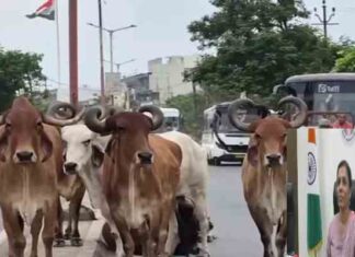 મોરબીમાં રખડતા ઢોરનો આતંક બેકાબૂ: મુખ્ય માર્ગો પર ટ્રાફિક જામ, આખલાયુદ્ધથી અકસ્માતનો ભય…