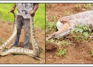 અમરેલીના ધારી પંથકમાં અજગરનો આતંક! વાઘવડી ગામે હરણનો શિકાર કરતો અજગર કેમેરામાં કેદ: જુઓ વિડિયો