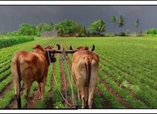 ખેડૂતો માટે ગુજરાત સરકારની મોટી જાહેરાત: કૃષિ સાધનો ખરીદવાની મુદતમાં કરાયો વધારો